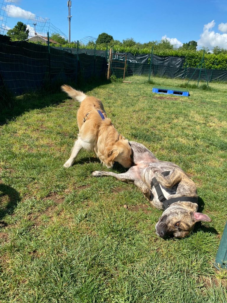 Asilo diurno per cani a Busto Arsizio