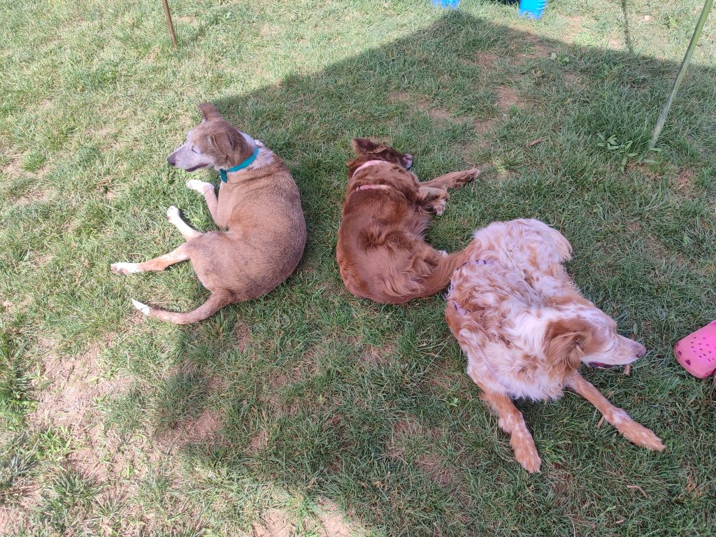 Asilo diurno per cani a Busto Arsizio
